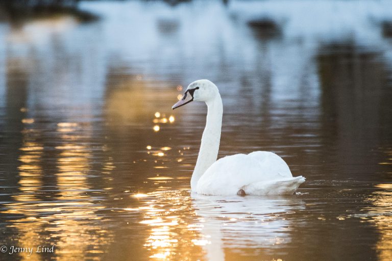 Läs mer om artikeln Ovanlig januari fynd av knölsvan