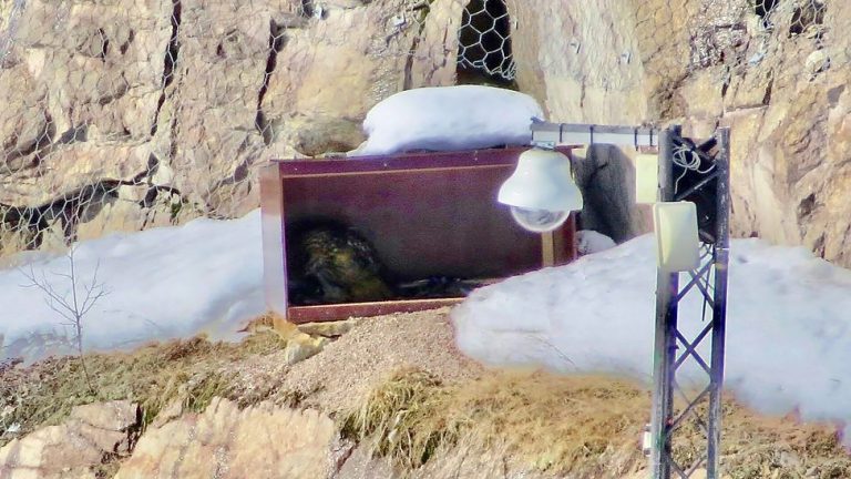 Läs mer om artikeln Berguven i Gruvan matar en unge