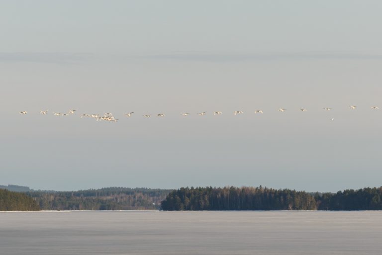 Läs mer om artikeln Isvaksspaning 15 april